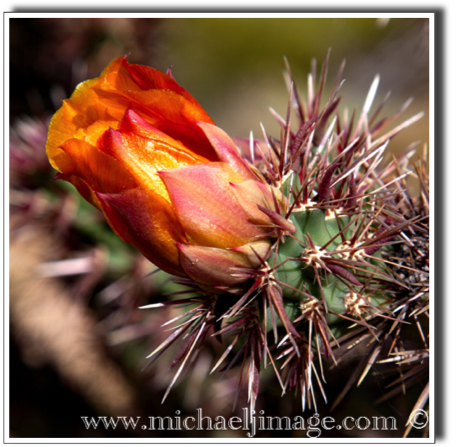 "cholla cactus flower"
pima-dynamite trail - scottsdale